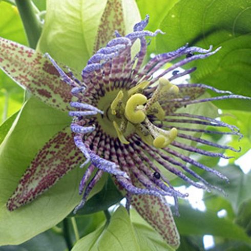Passiflora maliformis - Édes lopótök - 5db mag/csomag