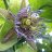 Passiflora maliformis különleges lila mintázatú virága közelről