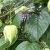 Passiflora maliformis - Édes lopótök - 5db mag/csomag