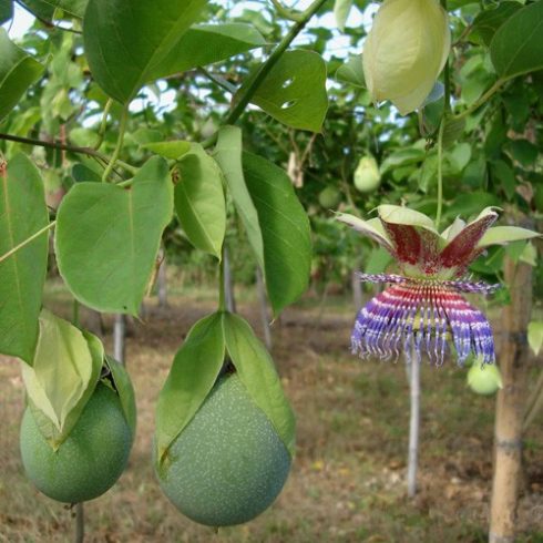 Passiflora maliformis - Édes lopótök - 5db mag/csomag