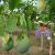 Passiflora maliformis - Édes lopótök - 5db mag/csomag