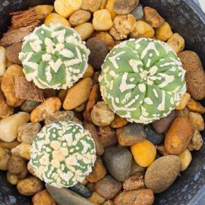   Astrophytum sp. 'V-type x Superkabuto'  - Csillagkaktusz - 2db mag/csomag