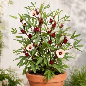 Hibiscus sabdariffa rozella cserepes növény vörös csészelevelekkel és halvány virágokkal
