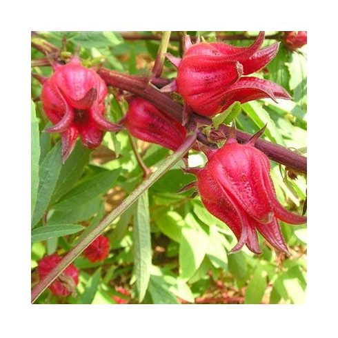 Hibiscus sabdariffa - Tea hibiszkusz - 5db mag/csomag