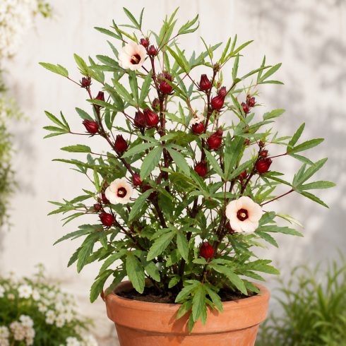 Hibiscus sabdariffa - Tea hibiszkusz - 5db mag/csomag