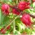 Hibiscus sabdariffa - Tea hibiszkusz - 5db mag/csomag