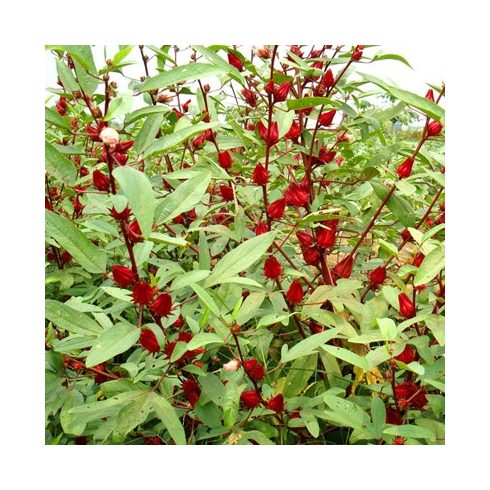 Hibiscus sabdariffa - Tea hibiszkusz - 5db mag/csomag