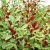 Hibiscus sabdariffa - Tea hibiszkusz - 5db mag/csomag