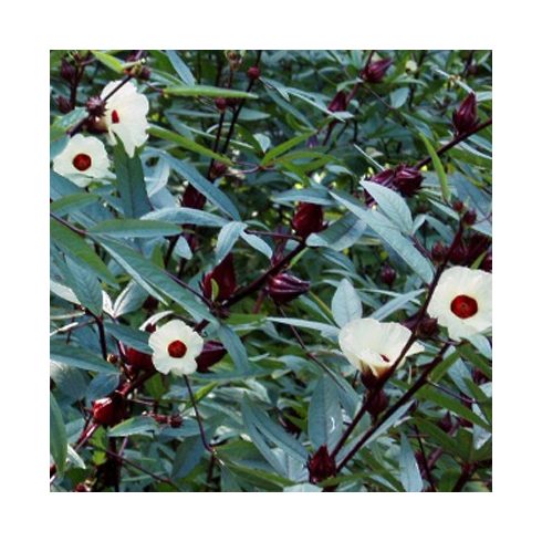 Hibiscus sabdariffa - Tea hibiszkusz - 5db mag/csomag
