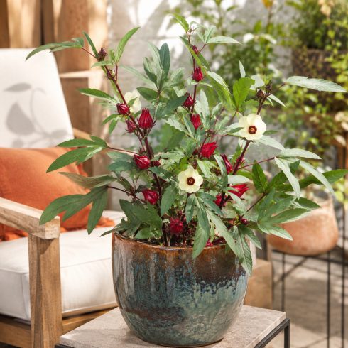 Hibiscus sabdariffa - Tea hibiszkusz - 5db mag/csomag