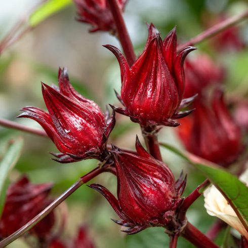 Hibiscus sabdariffa - Tea hibiszkusz - 5db mag/csomag