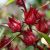 Hibiscus sabdariffa - Tea hibiszkusz - 5db mag/csomag