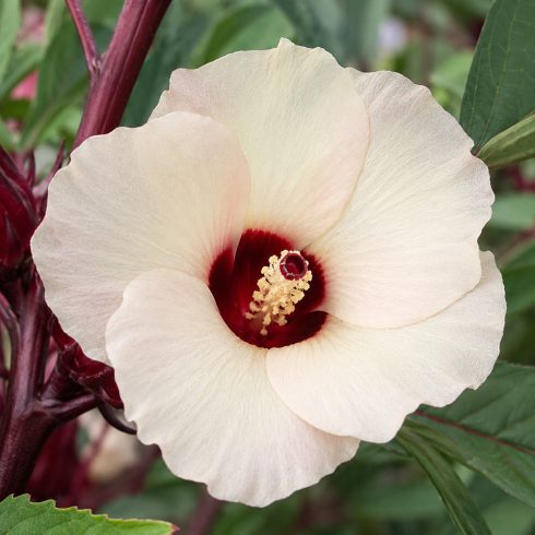 Hibiscus sabdariffa rozella halvány virága sötétbordó középpel közelről