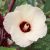 Hibiscus sabdariffa rozella halvány virága sötétbordó középpel közelről