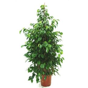 Ficus benjamina - Csüngő fikusz - 5db mag/csomag