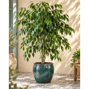 Ficus benjamina csüngő fikusz kékeszöld mázas kerámia cserépben, mediterrán teraszon