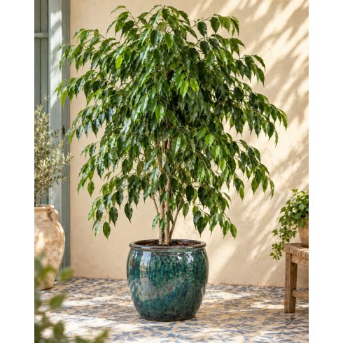 Ficus benjamina csüngő fikusz kékeszöld mázas kerámia cserépben, mediterrán teraszon