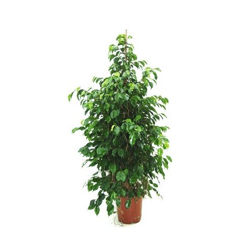 Ficus benjamina - Csüngő fikusz - 5db mag/csomag
