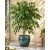 Ficus benjamina csüngő fikusz kékeszöld mázas kerámia cserépben, mediterrán teraszon