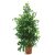 Ficus benjamina - Csüngő fikusz - 5db mag/csomag