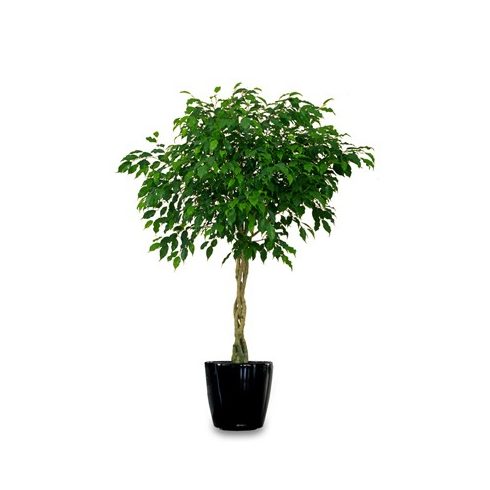 Ficus benjamina - Csüngő fikusz - 5db mag/csomag