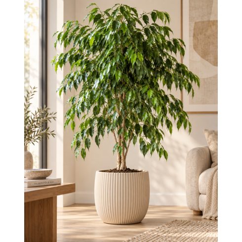 Ficus benjamina Benjámin-fikusz modern bézs kerámia kaspóban, világos nappaliban