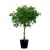 Ficus benjamina - Csüngő fikusz - 5db mag/csomag