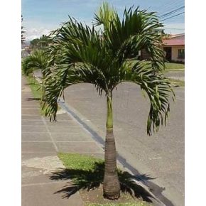   Adonidia merrillii  Christmas Palm - 5pcs seeds/packet - goldenpalm.hu