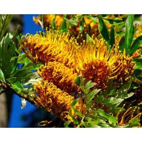 Grevillea robusta - Óriás grevillea - 5db mag/csomag