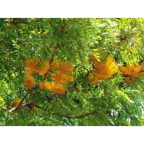 Grevillea robusta - Óriás grevillea - 5db mag/csomag