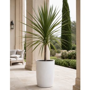 Cordyline australis - Bunkóliliom 5db mag/csomag