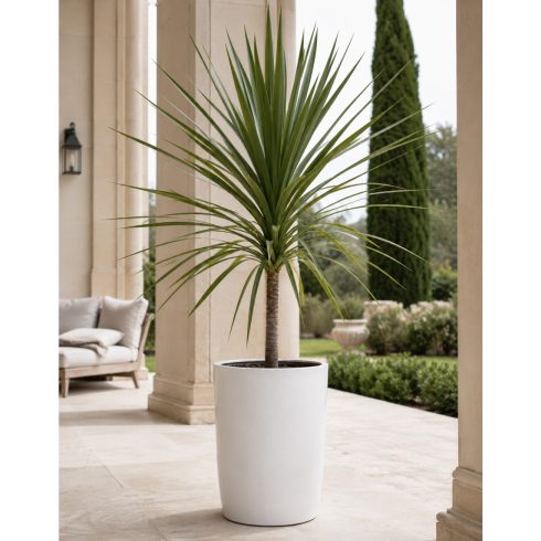 Cordyline australis - Bunkóliliom 5db mag/csomag
