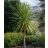 Cordyline australis - Bunkóliliom 5db mag/csomag