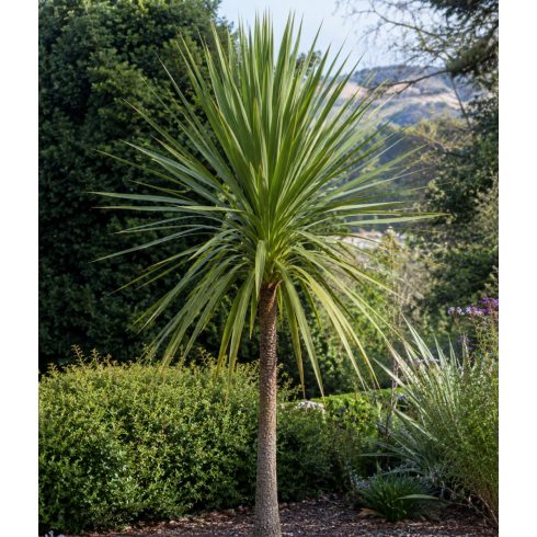 Cordyline australis - Bunkóliliom 5db mag/csomag