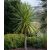 Cordyline australis - Bunkóliliom 5db mag/csomag