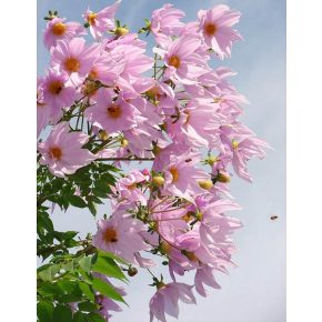 Dahlia imperialis - 5db mag/csomag