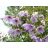 Dahlia imperialis - 5db mag/csomag