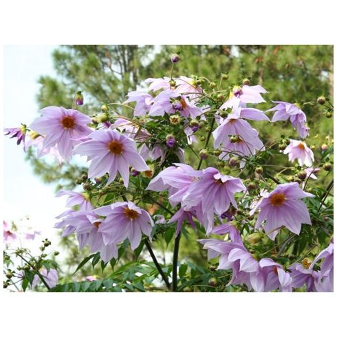 Dahlia imperialis - 5db mag/csomag