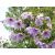 Dahlia imperialis - 5db mag/csomag