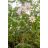 Dahlia imperialis - 5db mag/csomag