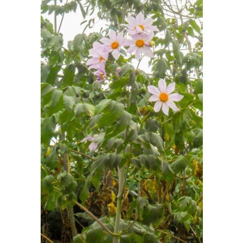 Dahlia imperialis - 5db mag/csomag