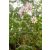 Dahlia imperialis - 5db mag/csomag