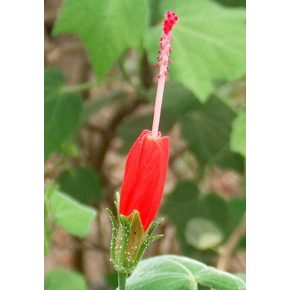 Malvaviscus arboreus - Skarlát hibiszkusz - 5db mag/csomag