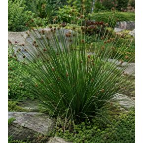 Gymnoschoenus sphaerocephalus – Gombfű - 5db mag/csomag