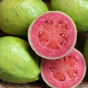 Psidium guajava - Közönséges guáva - 5db mag/csomag