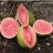 Psidium guajava - Közönséges guáva - 5db mag/csomag