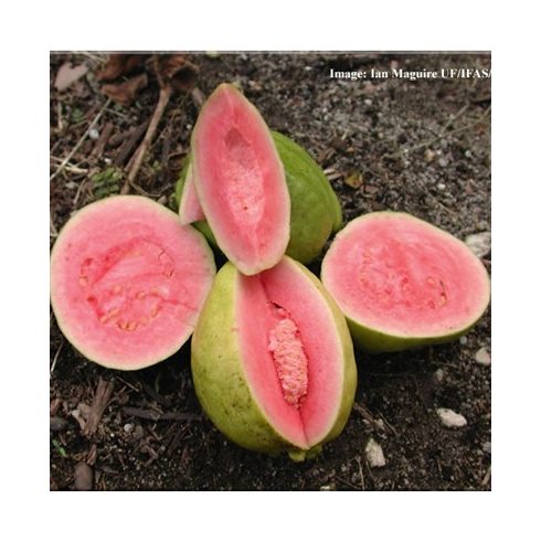 Psidium guajava - Közönséges guáva - 5db mag/csomag