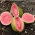 Psidium guajava - Közönséges guáva - 5db mag/csomag