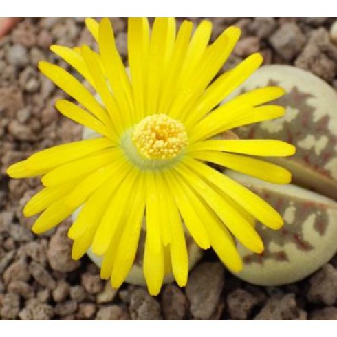 Lithops dinteri - Kavicsvirág - 3db mag/csomag