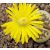 Lithops dinteri - Kavicsvirág - 3db mag/csomag